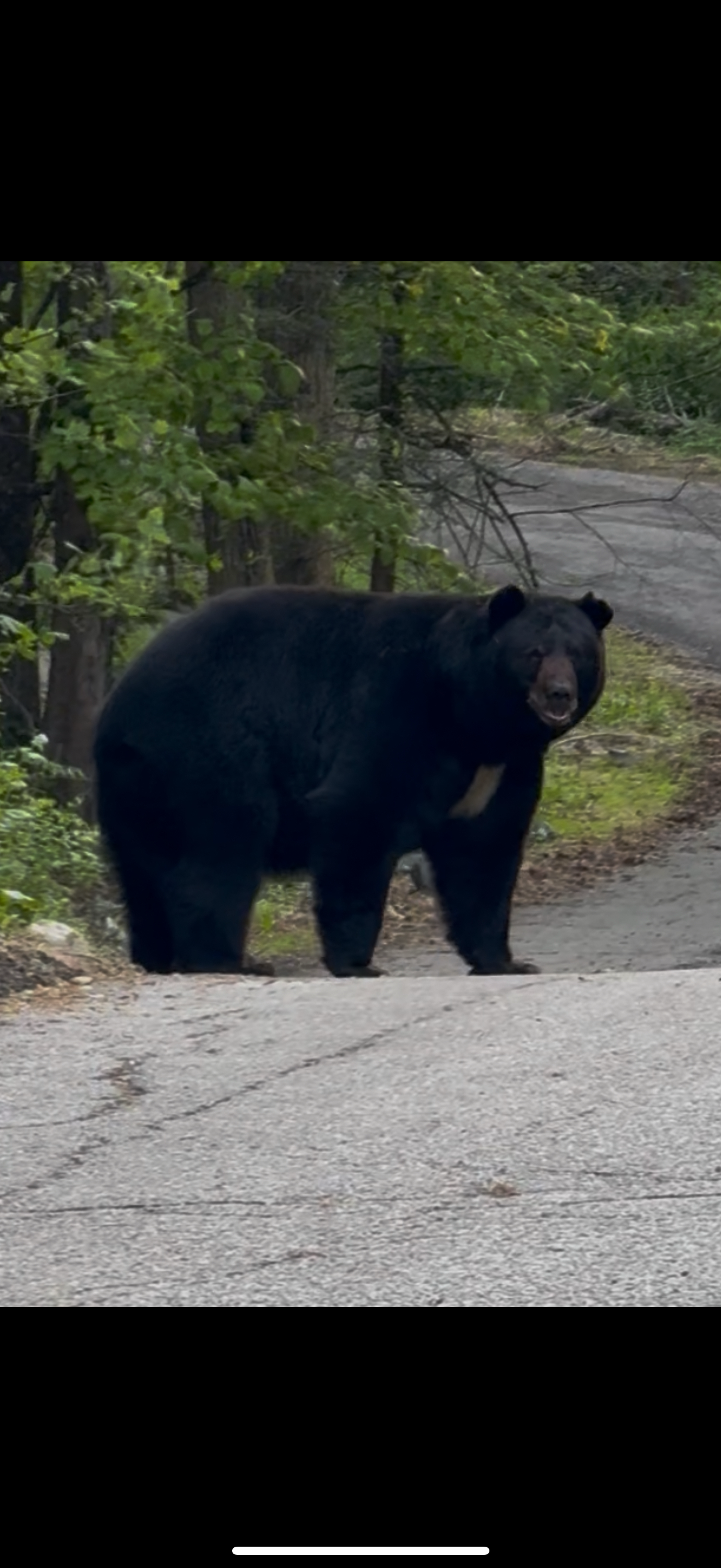 Semi-Guided NJ Bear Hunt